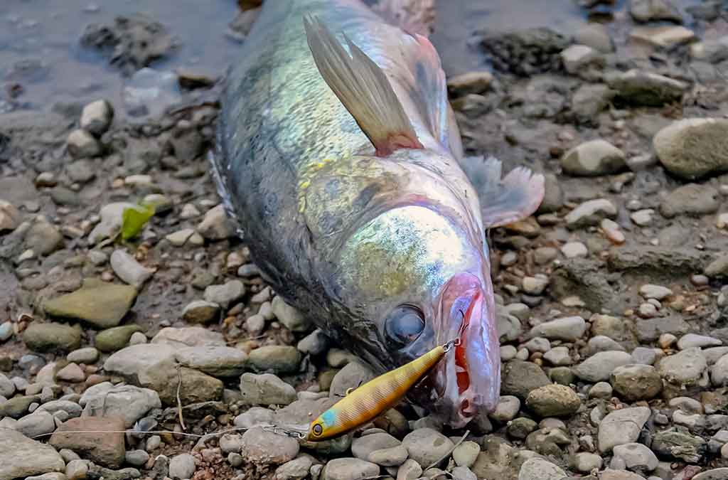 Viskam savas laikas Viskam savas laikas