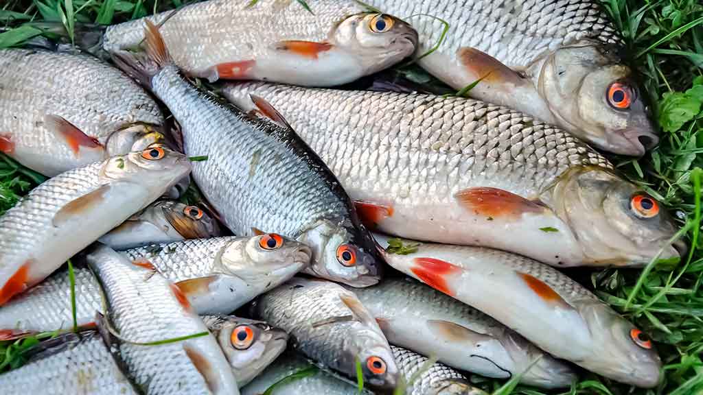 Ką reikia žinoti apie match meškerę Ką reikia žinoti apie match meškerę