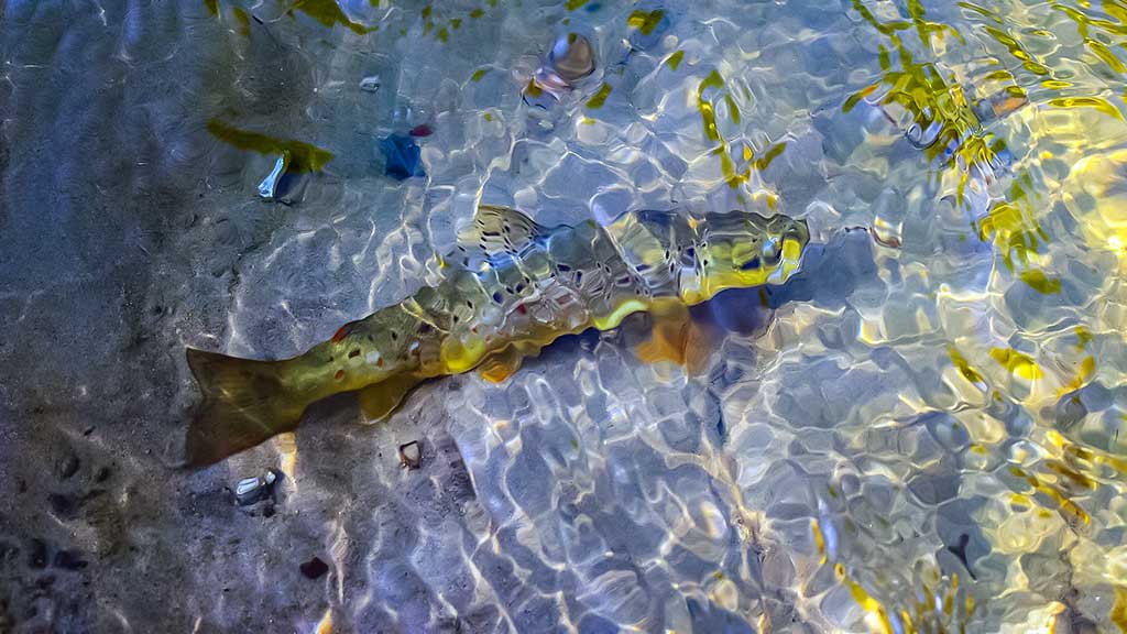 Balta dėmė upėtakininko žemėlapyje? Grūdos intake ir Grūdoje Balta dėmė upėtakininko žemėlapyje? Grūdos intake ir Grūdoje