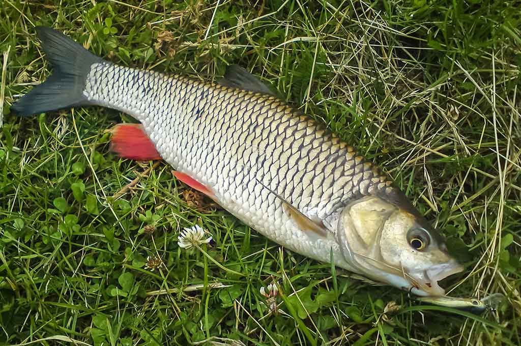 Vobleriai, su kuriais gaudau šapalus Vobleriai, su kuriais gaudau šapalus