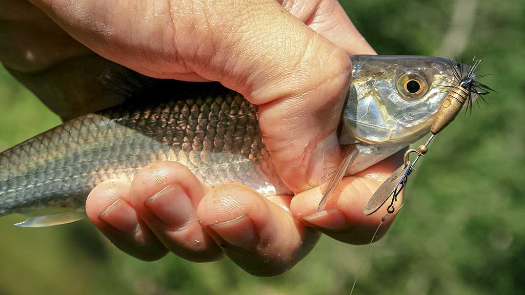 Kas upelyje gyvena. Trečia dalis Kas upelyje gyvena. Trečia dalis