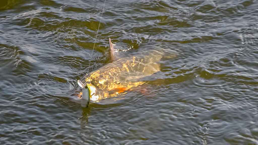 Kodėl spiningaujama įsibridus Kodėl spiningaujama įsibridus