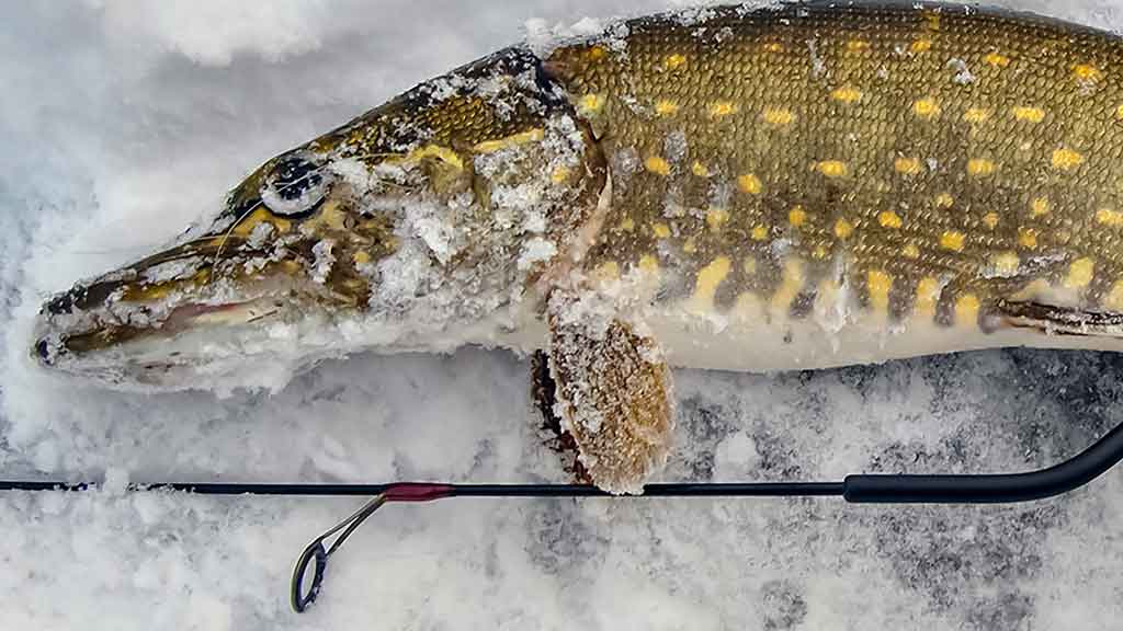 Poledinė lydekų žūklė – apie orą, plėšrūnių norą ir žvejo užsispyrimą Poledinė lydekų žūklė – apie orą, plėšrūnių norą ir žvejo užsispyrimą