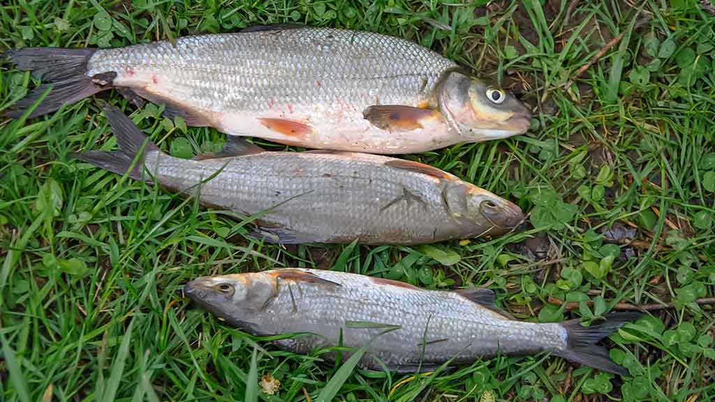 Žiobriai kimba penktadieniais vakare. Penki? Užteks Žiobriai kimba penktadieniais vakare. Penki? Užteks