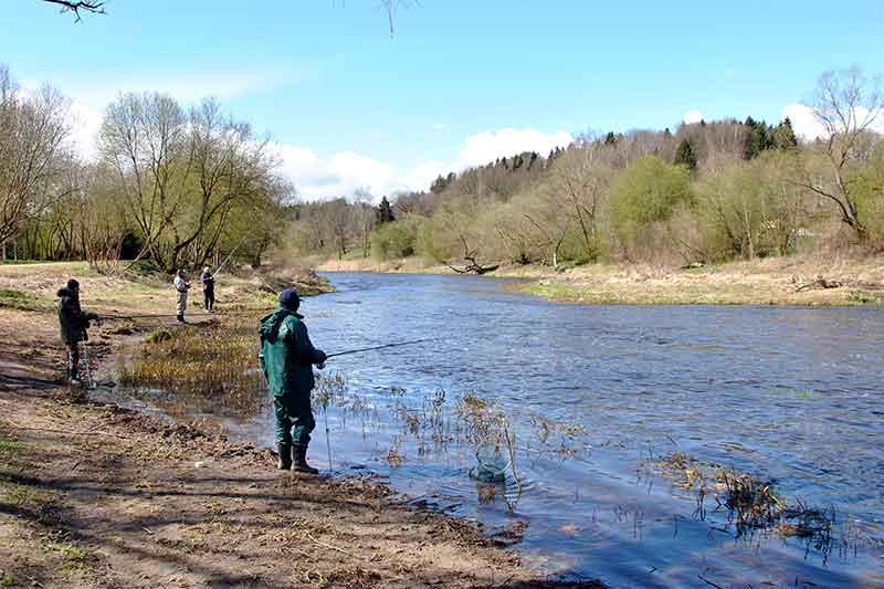 Žiobrius – plūdine meškere Žiobrius – plūdine meškere