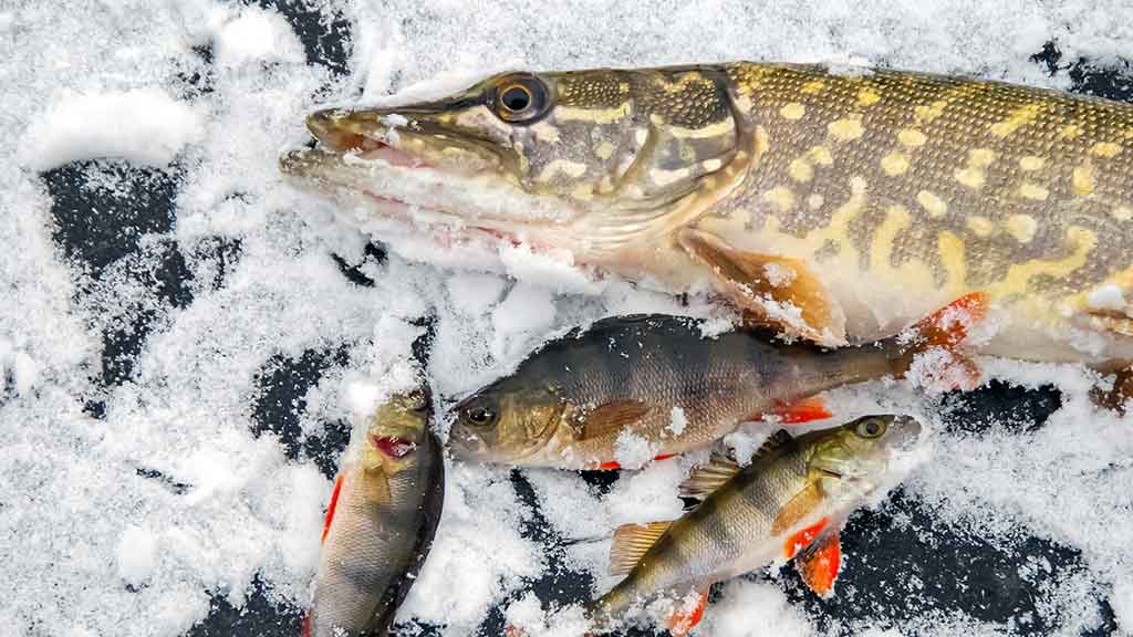Velniukai ir ožkos – universalūs masalai poledinei žūklei Velniukai ir ožkos – universalūs masalai poledinei žūklei