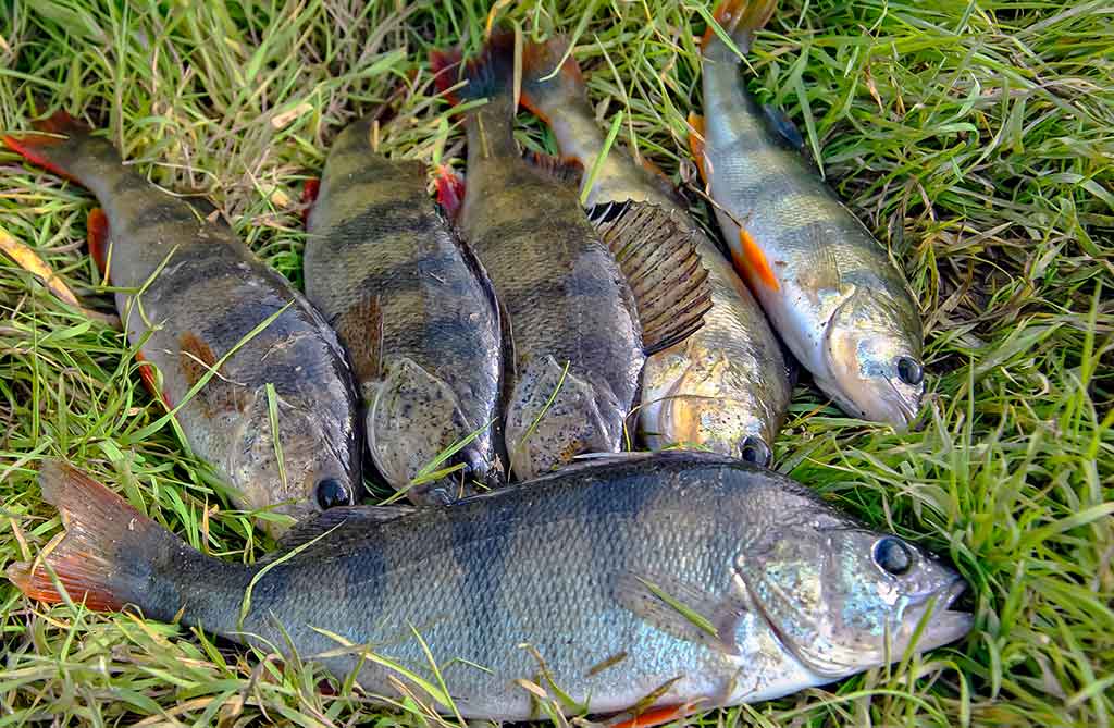 Ar reikia bijoti silikoninių sliekų? Ar reikia bijoti silikoninių sliekų?