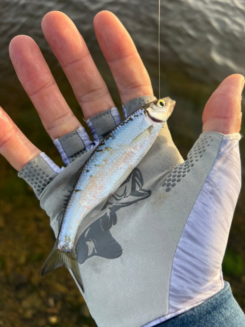 Pirštinės Norfin Sun Pro Cast Pirštinės Norfin Sun Pro Cast