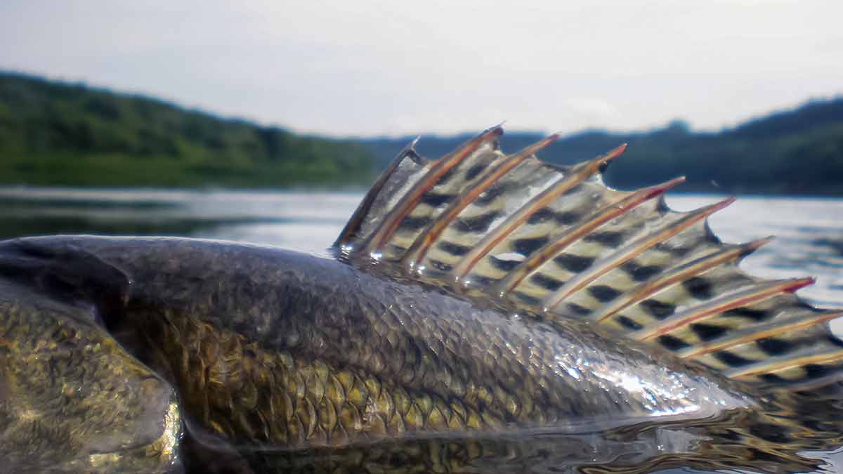 Tai, ko galbūt nežinojote apie sterką Tai, ko galbūt nežinojote apie sterką