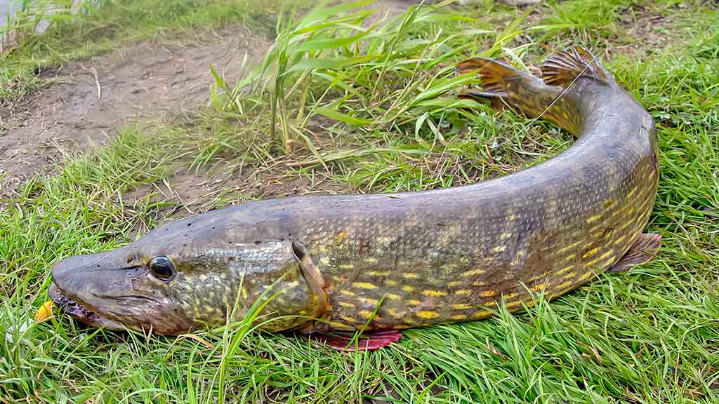 Mažesnių nei metras – negaudysim! Bendrais bruožais apie masalus Mažesnių nei metras – negaudysim! Bendrais bruožais apie masalus