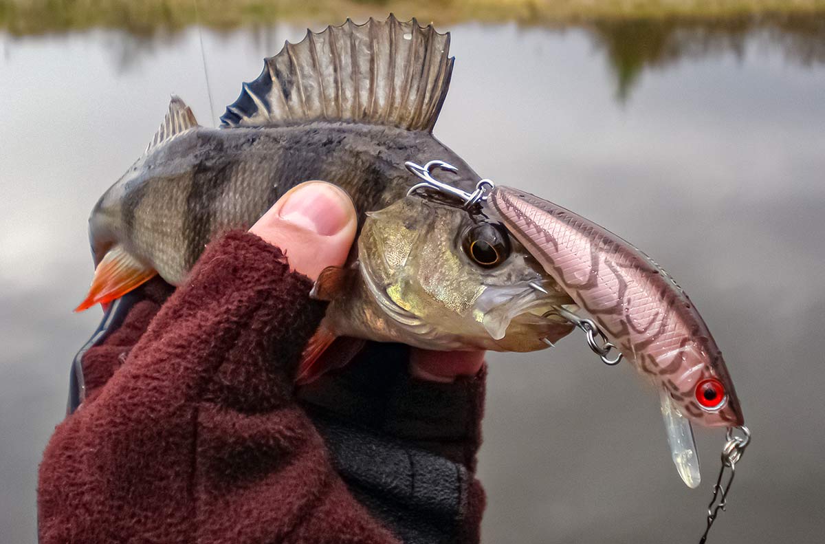 Plėšriausia mūsų vandenų žuvis Plėšriausia mūsų vandenų žuvis