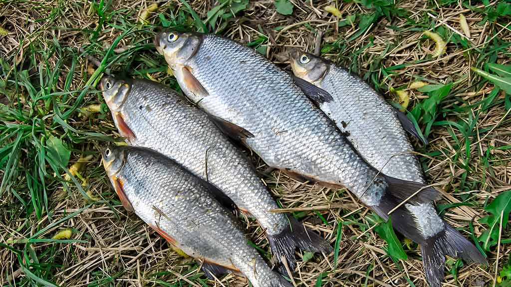 Žiobriai kimba penktadieniais vakare. Penki? Užteks Žiobriai kimba penktadieniais vakare. Penki? Užteks