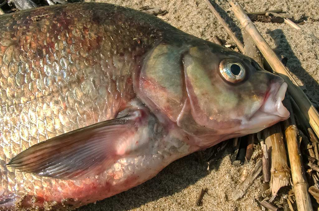 Karšių gaudymas sningant Karšių gaudymas sningant