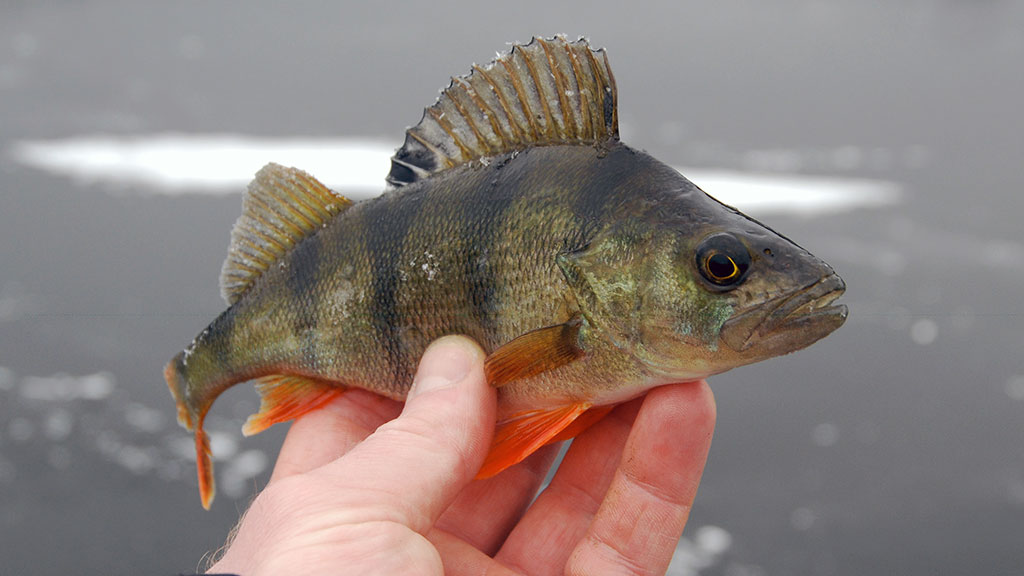 Žūklė cikadomis atvirame vandenyje ir nuo ledo. Antra dalis Žūklė cikadomis atvirame vandenyje ir nuo ledo. Antra dalis