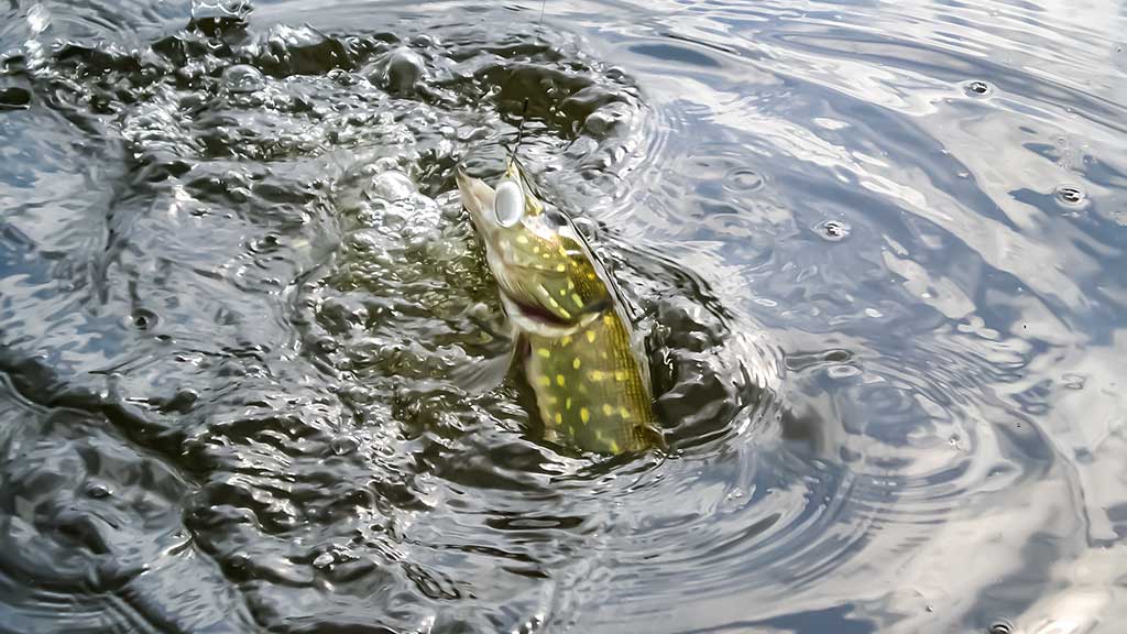 Senvagių lydekos vėlyvą rudenį. Prie Nemuno Senvagių lydekos vėlyvą rudenį. Prie Nemuno