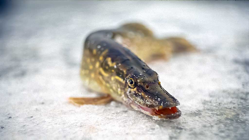 Poledinė lydekų žūklė – apie orą, plėšrūnių norą ir žvejo užsispyrimą Poledinė lydekų žūklė – apie orą, plėšrūnių norą ir žvejo užsispyrimą