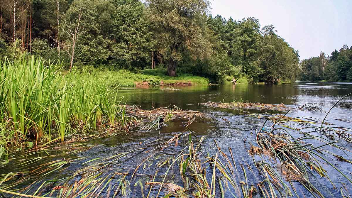 Pamąstymai apie šapalus ir jiems skirtus masalus Pamąstymai apie šapalus ir jiems skirtus masalus
