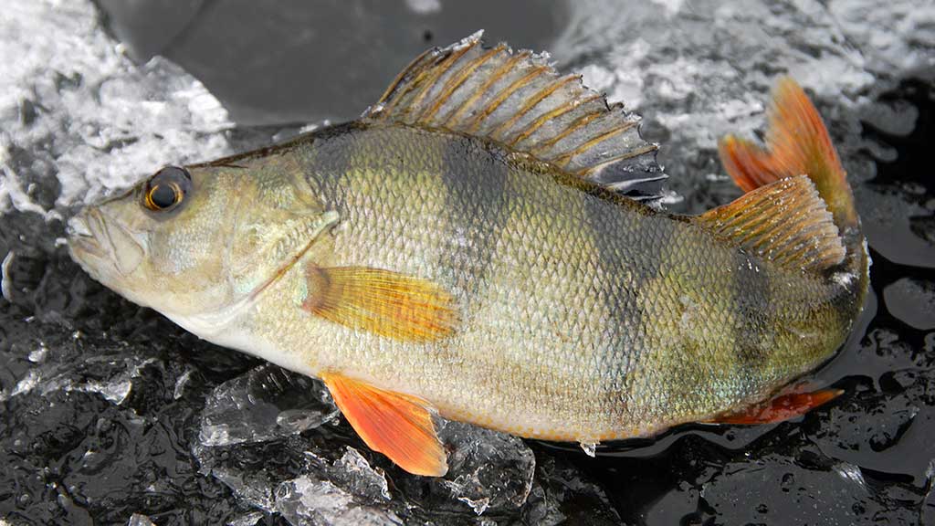 Žūklė cikadomis atvirame vandenyje ir nuo ledo. Antra dalis Žūklė cikadomis atvirame vandenyje ir nuo ledo. Antra dalis
