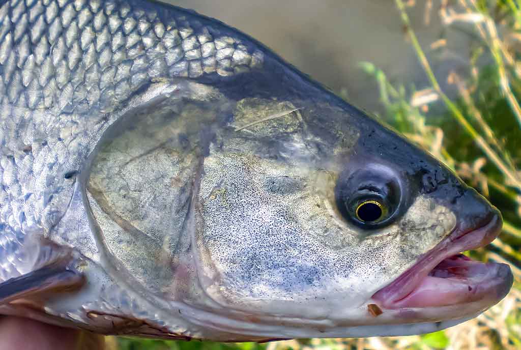 Dar sykį apie salačių gaudymą Dar sykį apie salačių gaudymą