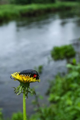 Vobleris Lucky John Pro Haira Tiny F Vobleris Lucky John Pro Haira Tiny F