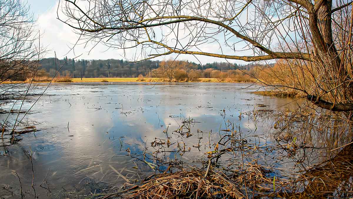 Lynai nubunda anksti. Antra dalis Lynai nubunda anksti. Antra dalis