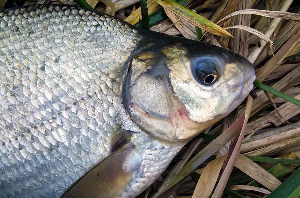 Upaitis ir Aukštumalė iš arčiau Upaitis ir Aukštumalė iš arčiau