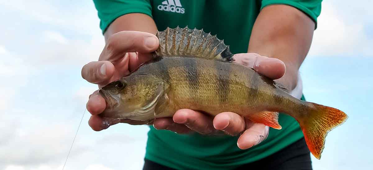 „Vabaliniai“ silikoniniai masalai ir jų traukimo būdai „Vabaliniai“ silikoniniai masalai ir jų traukimo būdai