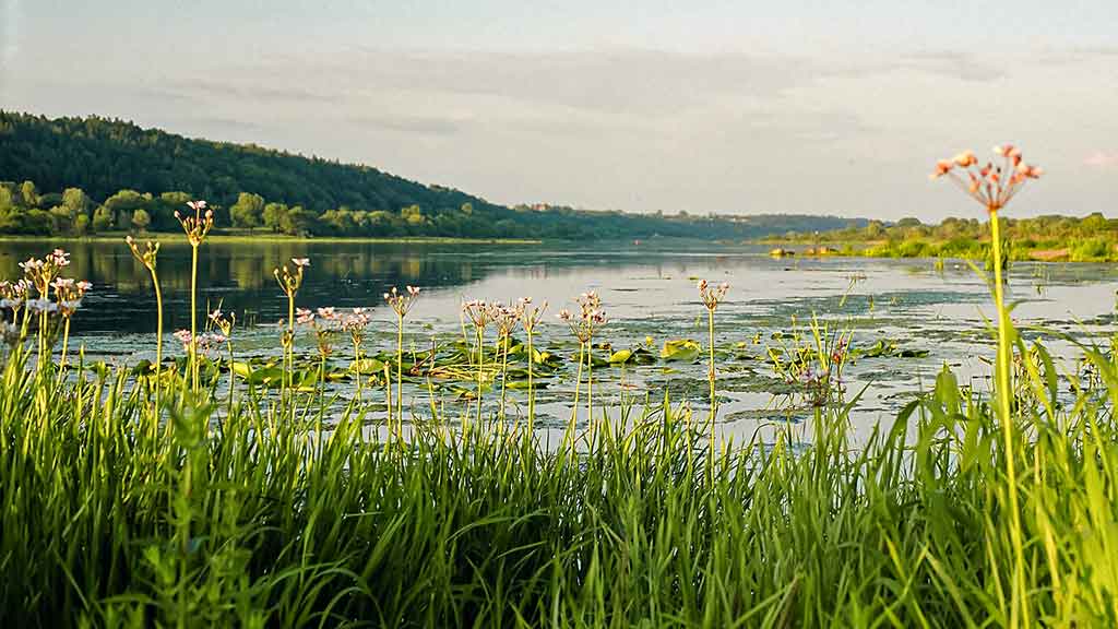 Vandens džiunglių labirintuose. Pusiau krante, pusiau vandenyje Vandens džiunglių labirintuose. Pusiau krante, pusiau vandenyje
