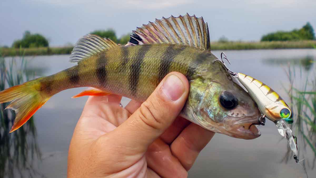 Vandens džiunglių labirintuose. Pusiau krante, pusiau vandenyje Vandens džiunglių labirintuose. Pusiau krante, pusiau vandenyje
