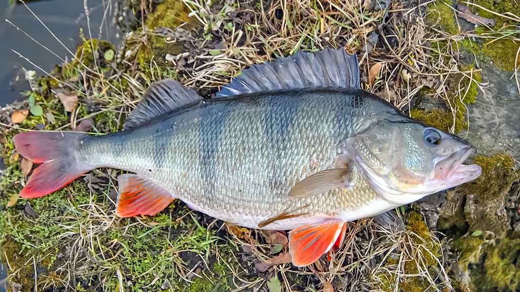 Ar iš balos tas gražumas. Lietuviški kanibalai Ar iš balos tas gražumas. Lietuviški kanibalai