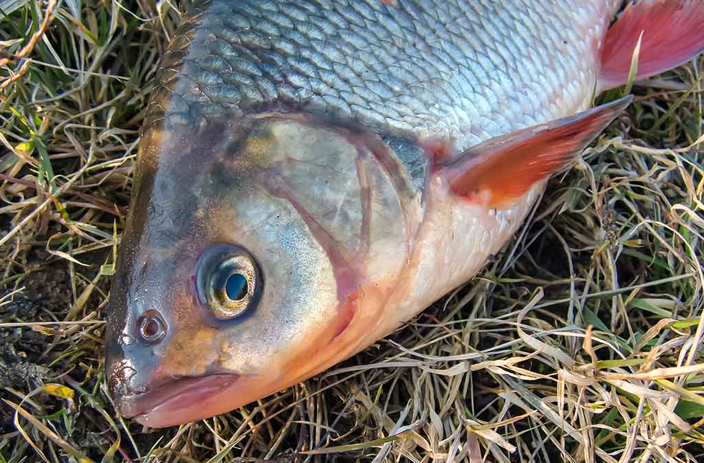 Meknės – pirmi pavasariniai laimikiai Meknės – pirmi pavasariniai laimikiai