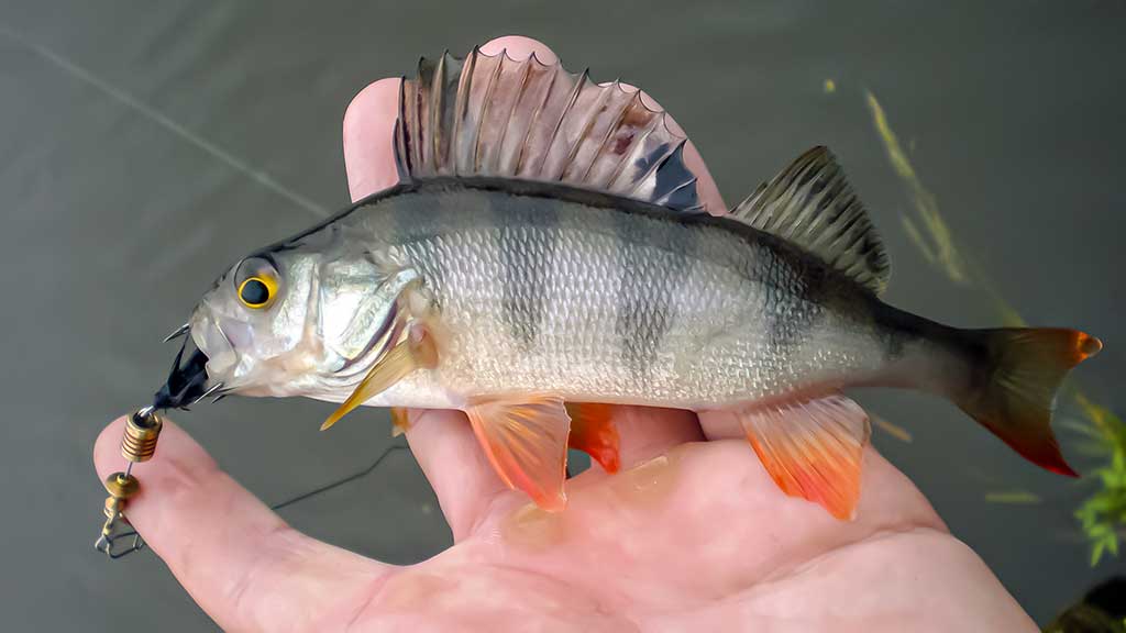 Ar iš balos tas gražumas. Lietuviški kanibalai Ar iš balos tas gražumas. Lietuviški kanibalai