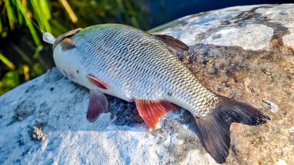 Kodėl spiningaujama įsibridus Kodėl spiningaujama įsibridus