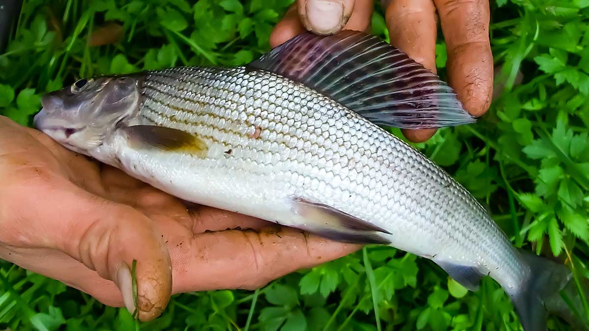 Lašalų tuoktuvės Lašalų tuoktuvės