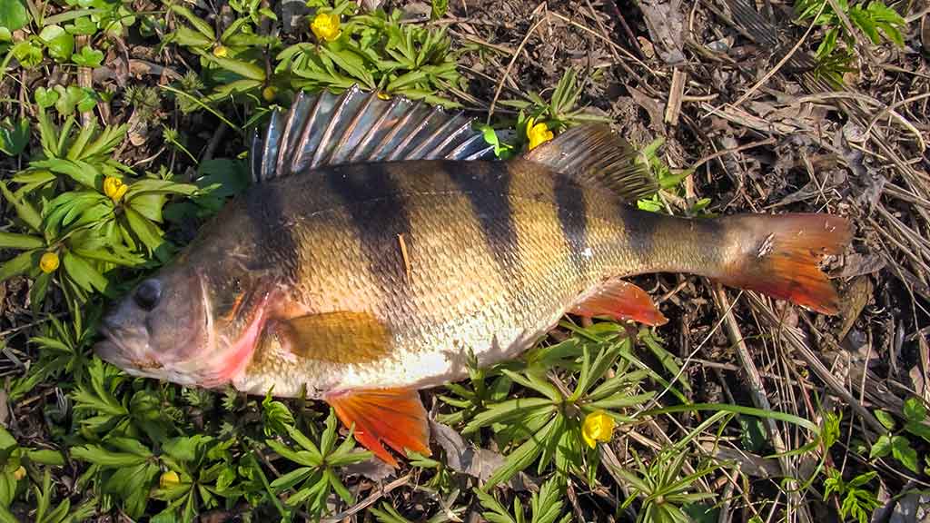 Vandens džiunglių labirintuose. Pusiau krante, pusiau vandenyje Vandens džiunglių labirintuose. Pusiau krante, pusiau vandenyje