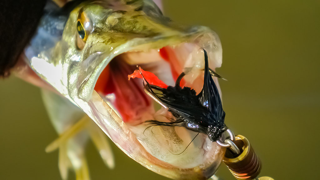 Senvagių lydekos vėlyvą rudenį. Prie Nemuno Senvagių lydekos vėlyvą rudenį. Prie Nemuno