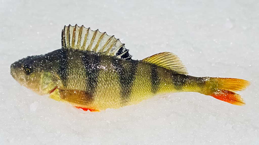 Velniukai ir ožkos – universalūs masalai poledinei žūklei Velniukai ir ožkos – universalūs masalai poledinei žūklei