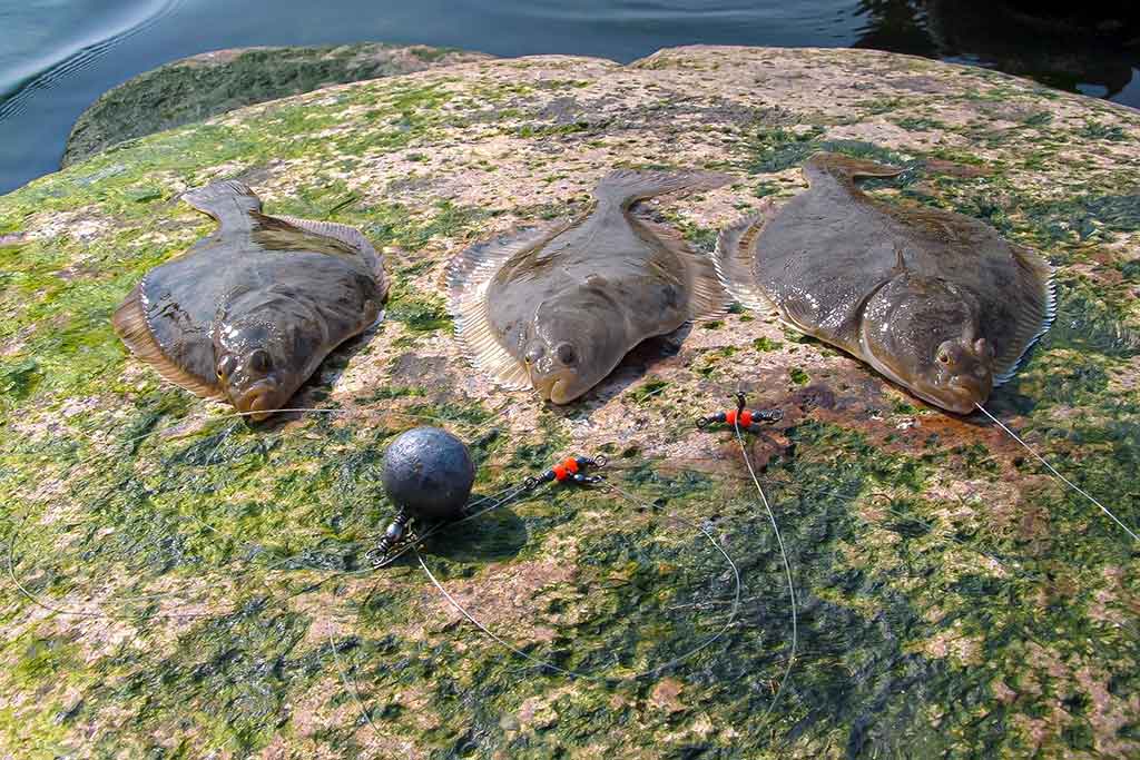 Kaip pagauti Baltijos plekšnę. Toli ir giliai Kaip pagauti Baltijos plekšnę. Toli ir giliai