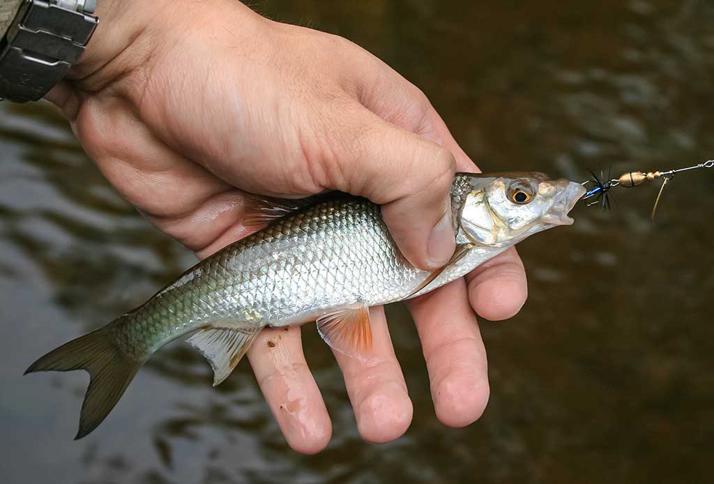 Kas upelyje gyvena. Trečia dalis Kas upelyje gyvena. Trečia dalis