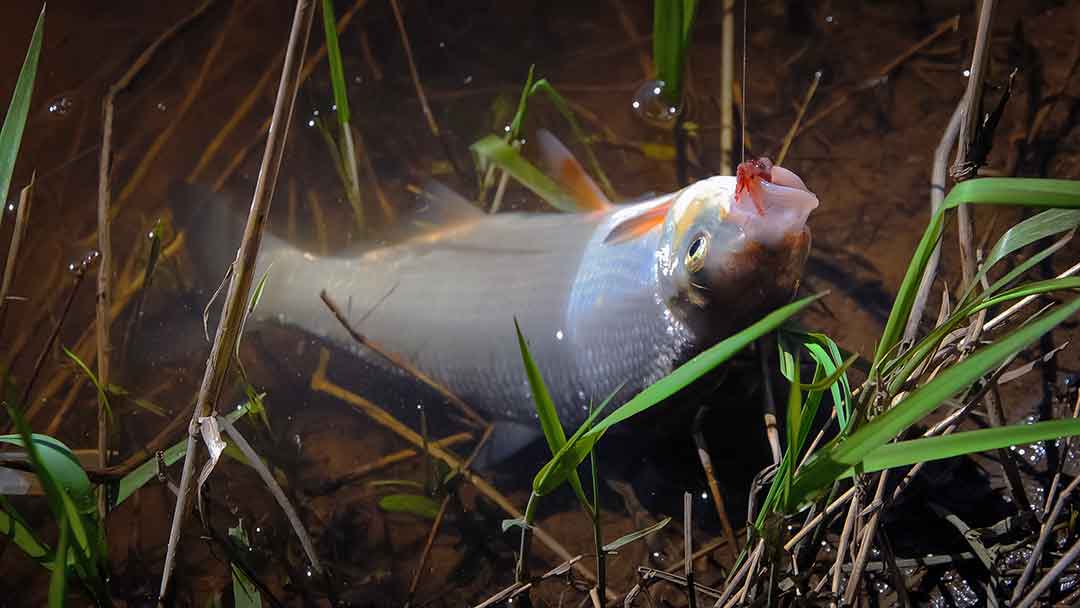 Šeštadienis, balandžio 22 – oji. Jau prasidėjo! Šeštadienis, balandžio 22 – oji. Jau prasidėjo!