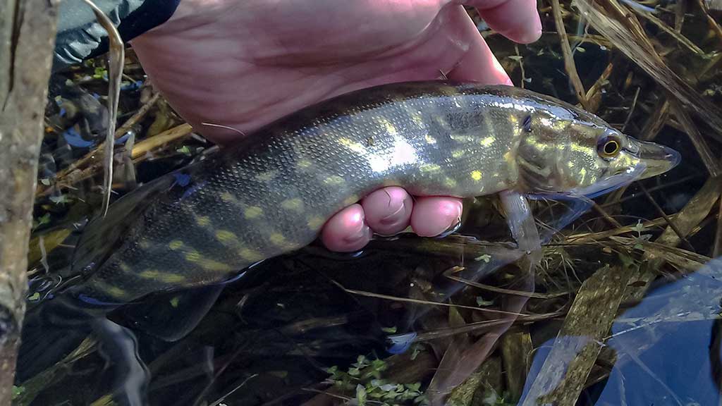 Vandens džiunglių labirintuose. Labai maži ir labai plėšrūs Vandens džiunglių labirintuose. Labai maži ir labai plėšrūs