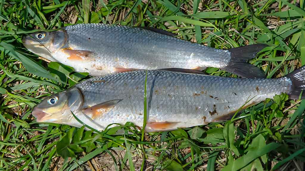 Žiobriai kimba penktadieniais vakare. Penki? Užteks Žiobriai kimba penktadieniais vakare. Penki? Užteks