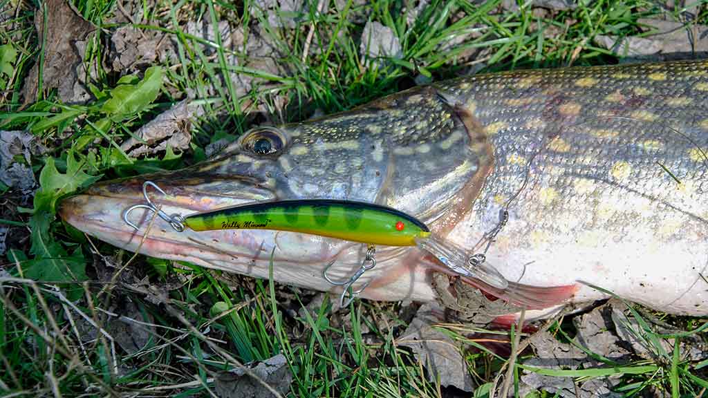 Mažesnių nei metras – negaudysim! Lydekų paieškos Mažesnių nei metras – negaudysim! Lydekų paieškos
