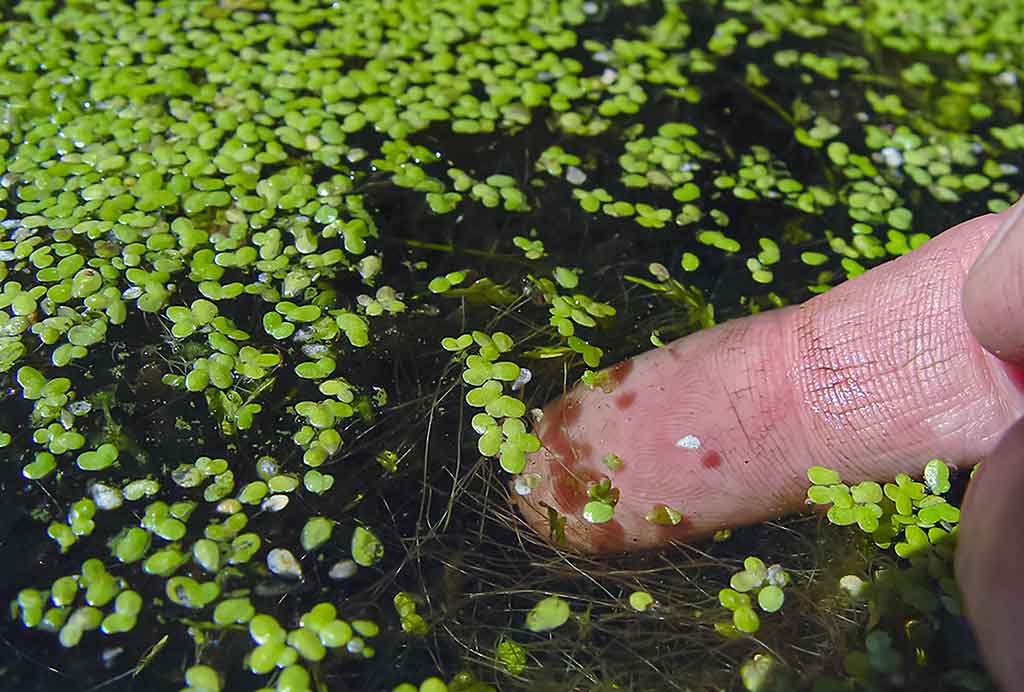 Vandens džiunglių labirintuose. Labai maži ir labai plėšrūs Vandens džiunglių labirintuose. Labai maži ir labai plėšrūs
