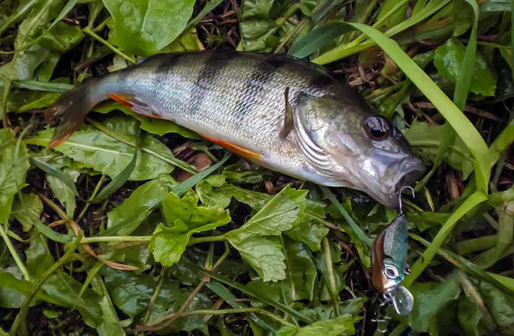 Ar iš balos tas gražumas. Lietuviški kanibalai Ar iš balos tas gražumas. Lietuviški kanibalai