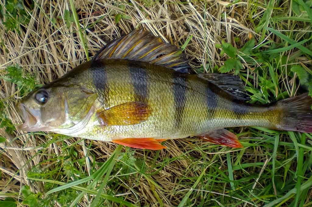 Ar iš balos tas gražumas. Ežerai, kurių beveik niekas neranda Ar iš balos tas gražumas. Ežerai, kurių beveik niekas neranda