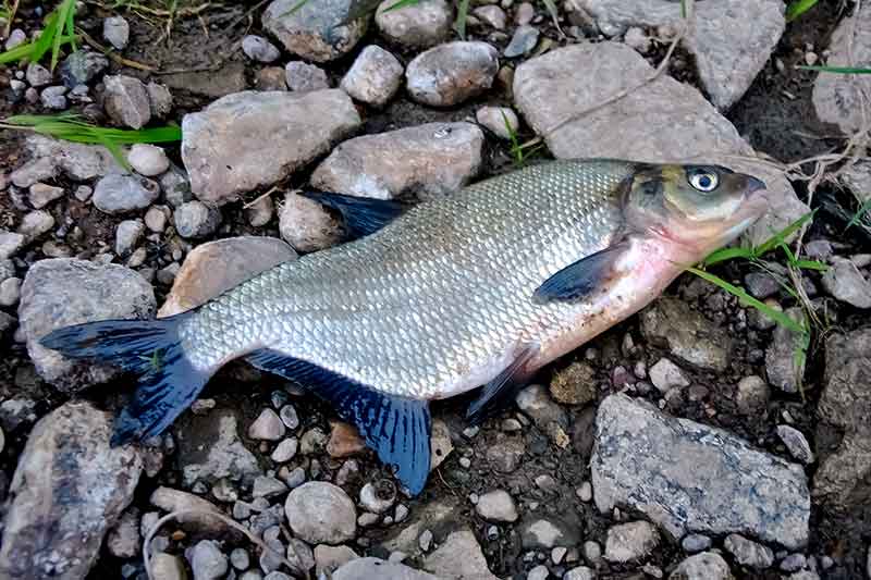 Dviejų colių guminukai. Naktinė žūklė ultralight stiliumi Dviejų colių guminukai. Naktinė žūklė ultralight stiliumi