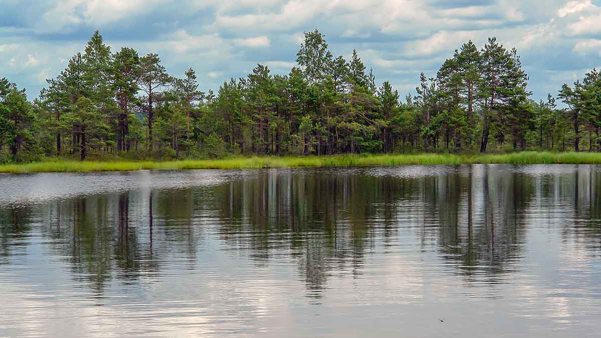 Ar iš balos tas gražumas. Ypatingai godi plėšrūnė Ar iš balos tas gražumas. Ypatingai godi plėšrūnė