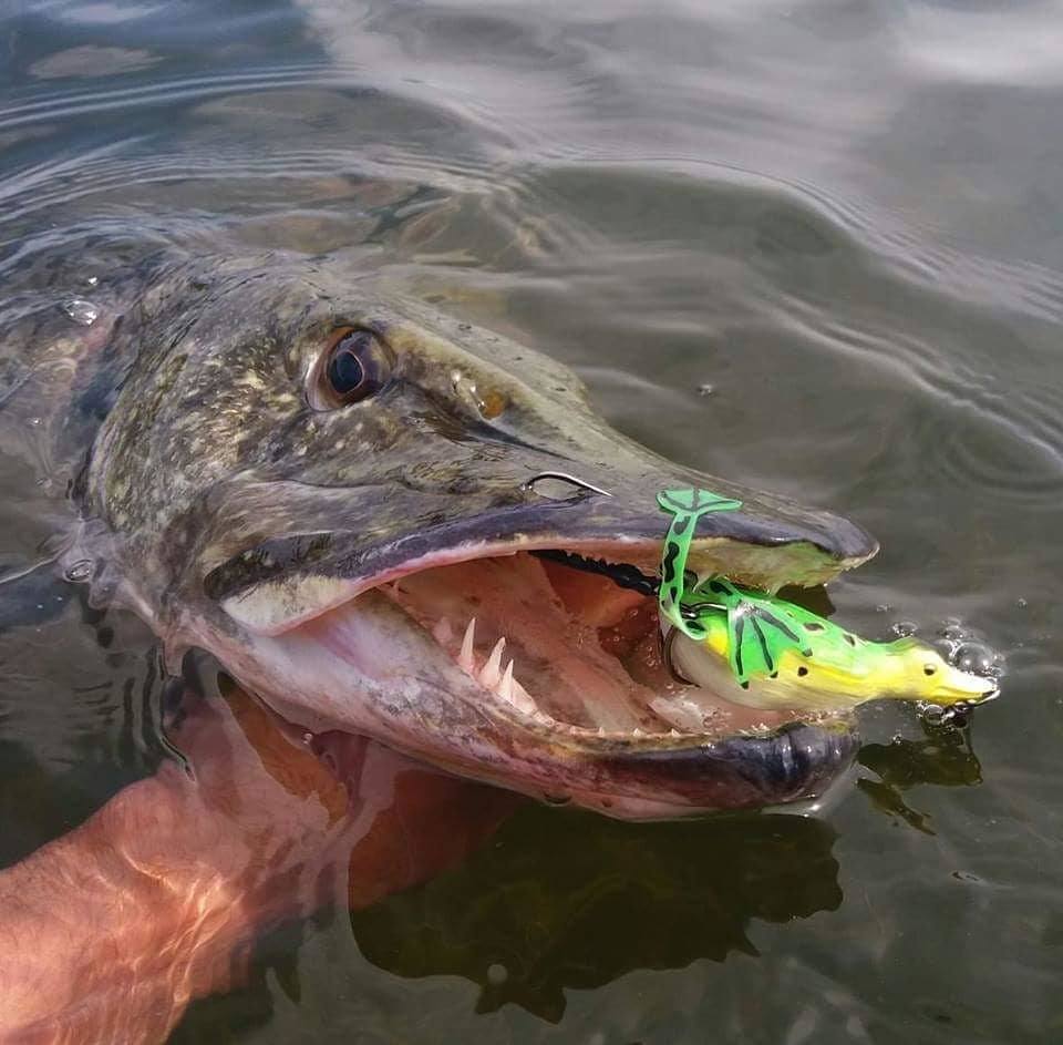 Guminukas SG 3D Hollow Duckling Weedless Guminukas SG 3D Hollow Duckling Weedless