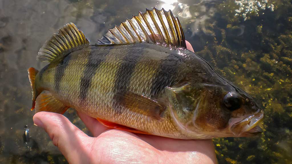 Ar reikia bijoti silikoninių sliekų? Ar reikia bijoti silikoninių sliekų?